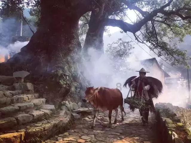 动物帮帮忙保卫家园